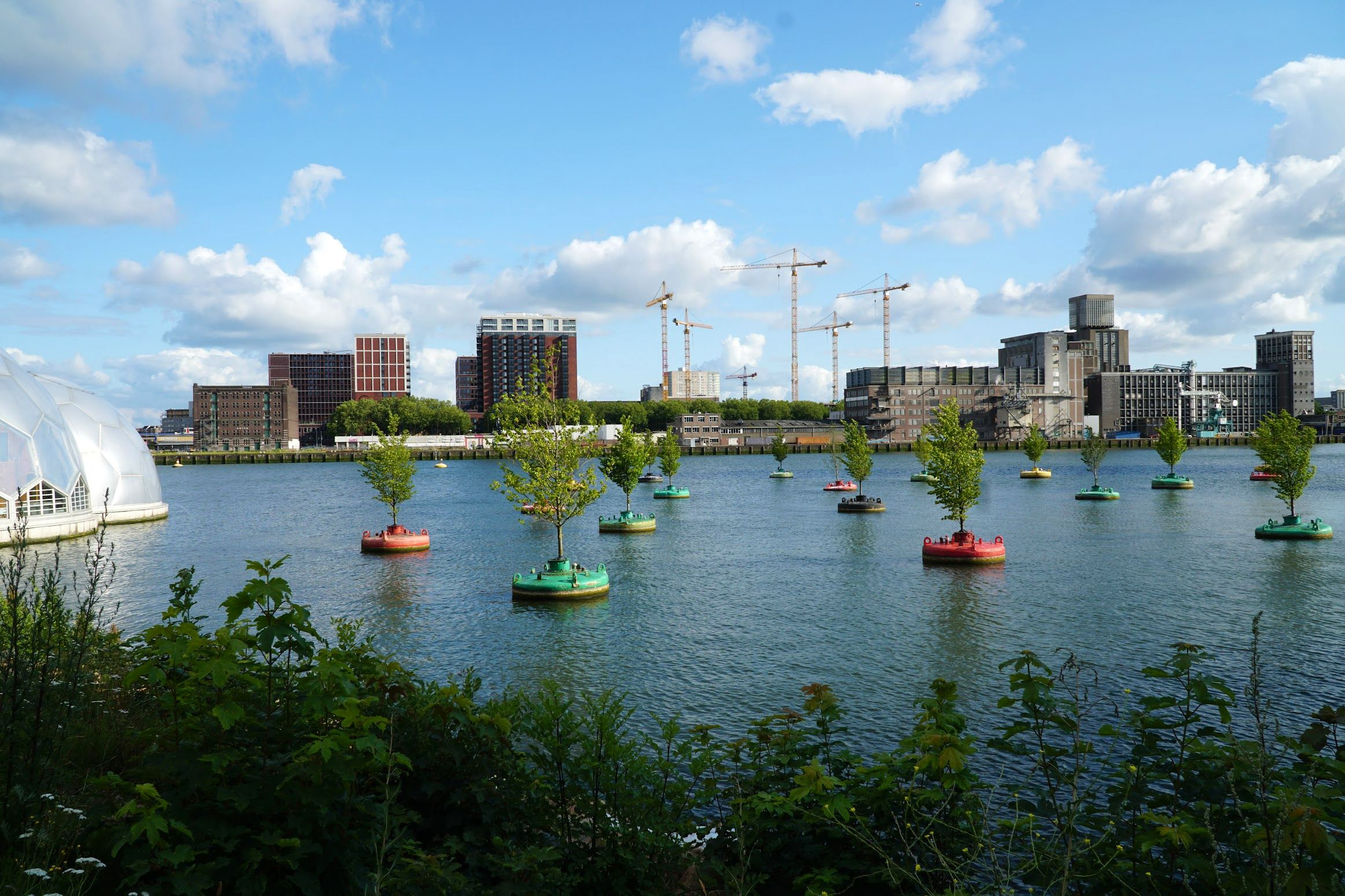 Floating trees in Rotterdam, The Netherlands