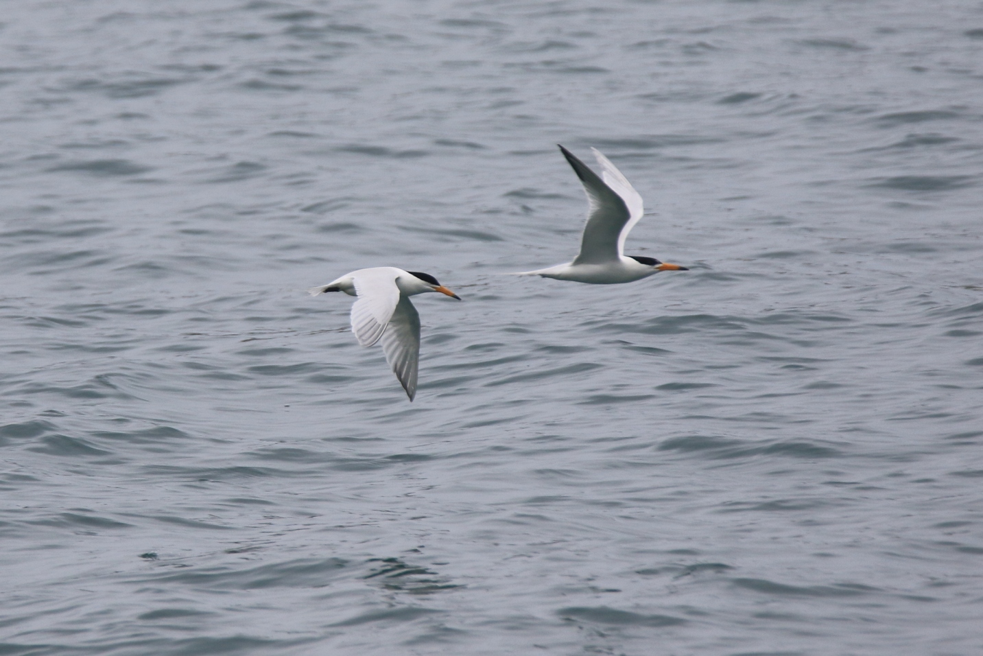 Chinese crested terns
