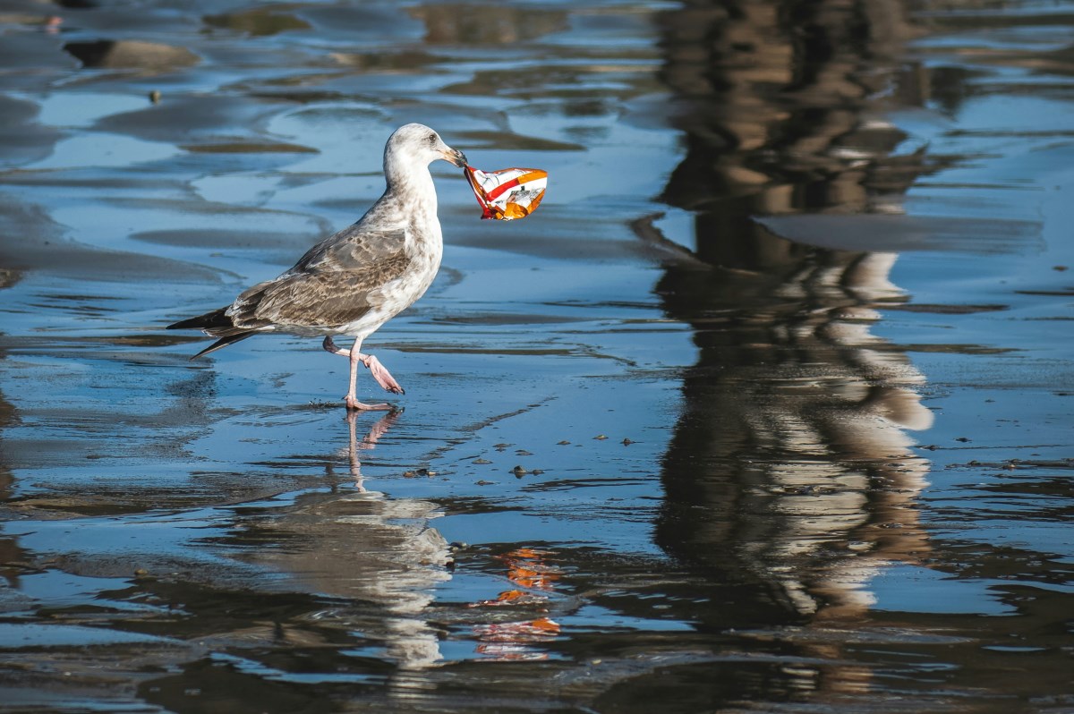 bird with plastic