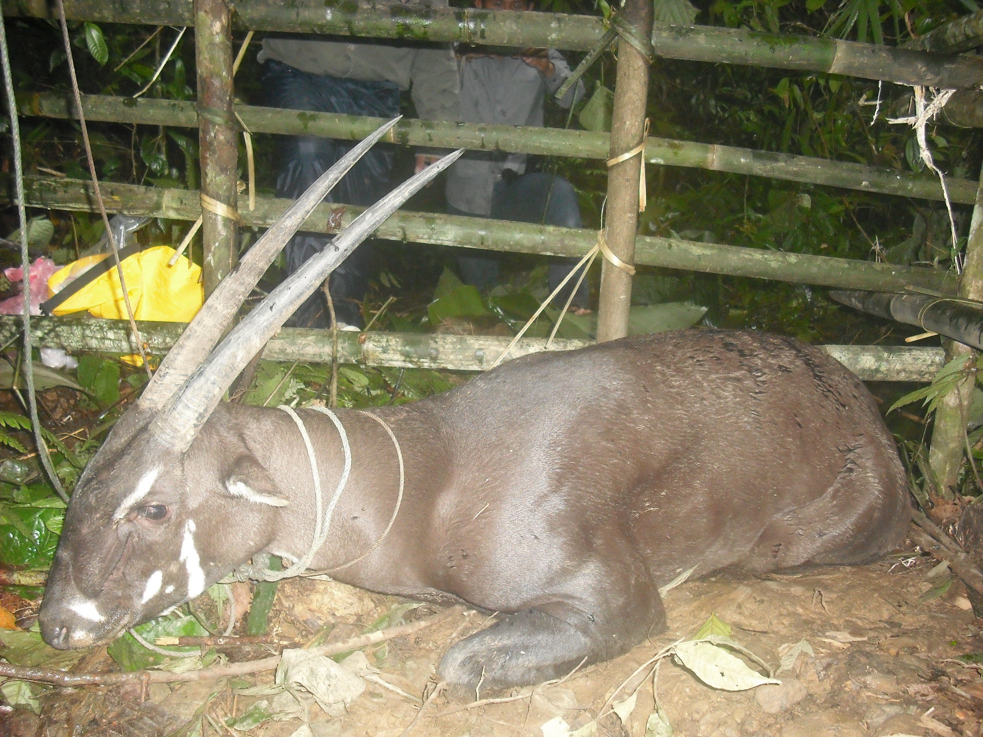 Saola captured by villagers in Laos