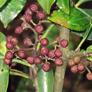 A close shot of medicinal plant Timur (zanthoxylum arnatum).
