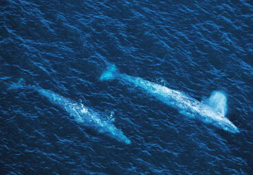 topic-high-seas-grey-whale.jpg