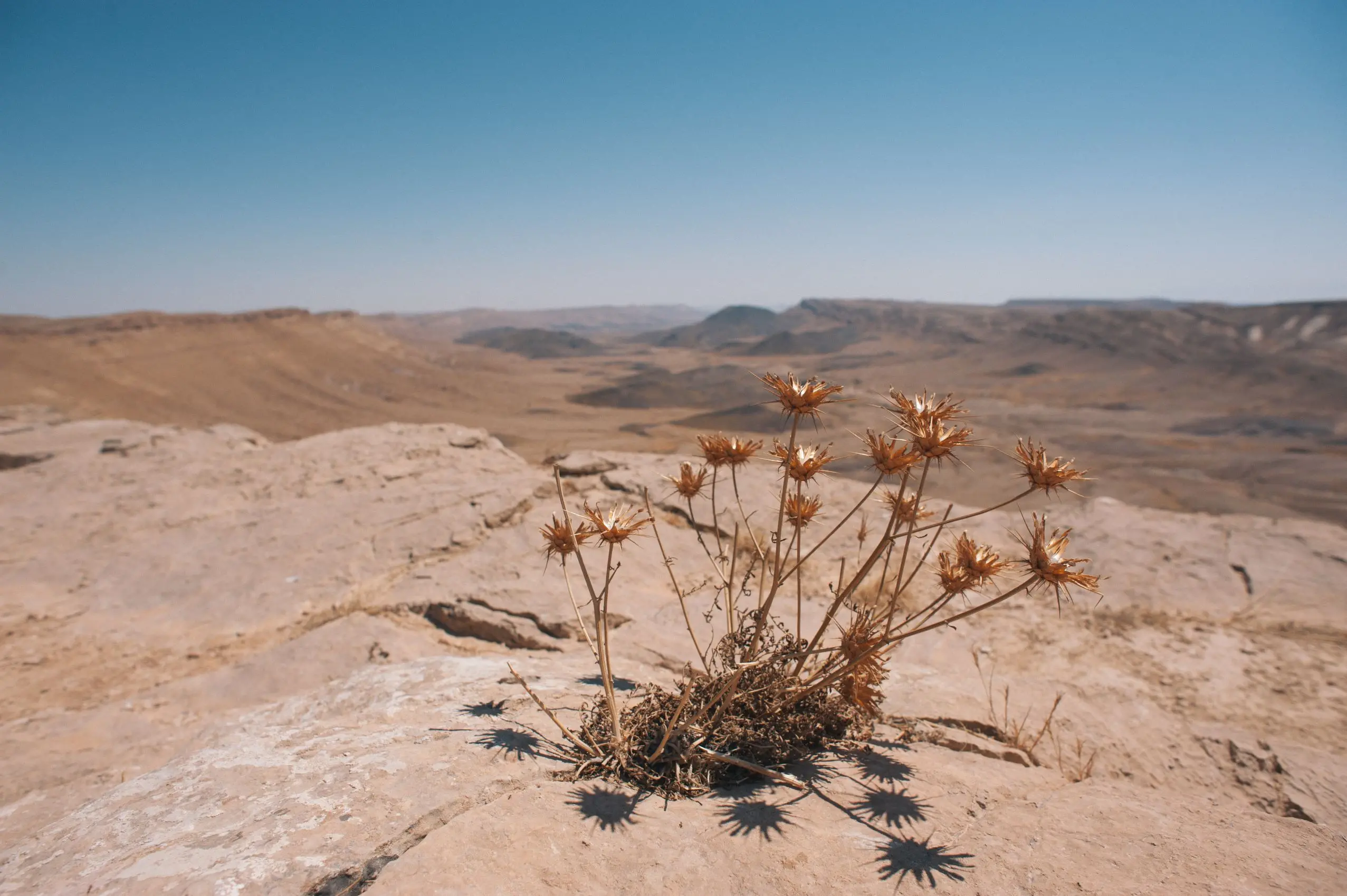 Dry plant foliage grown on a rocky surface in the Negev Desert, Israel.
