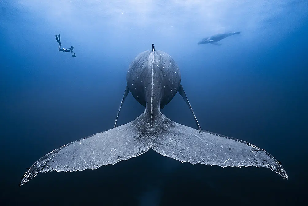 Whale Ocean and Divers - by Francois Baelen from Ocean Image Bank