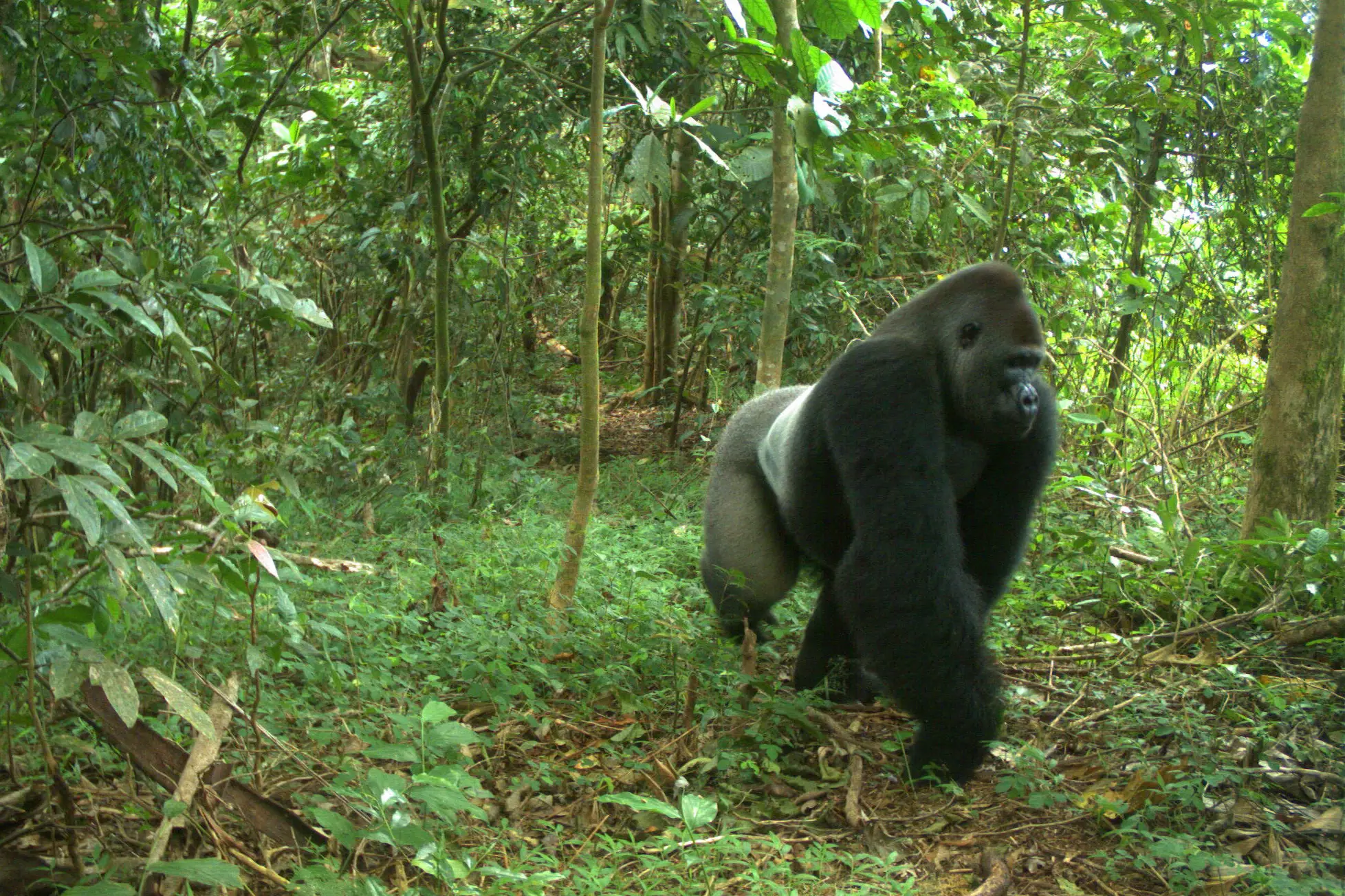 Impressive Male Cross River Gorilla