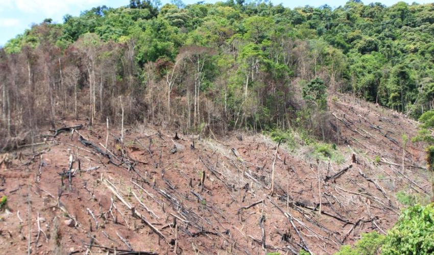 What is forest degradation and why is it bad for people and wildlife?, Stories