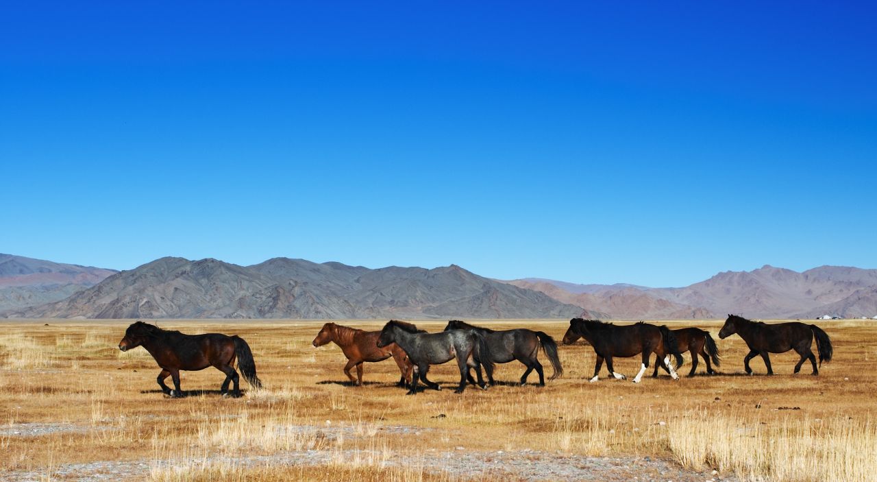 Herd of Horses in Mongolia Desert