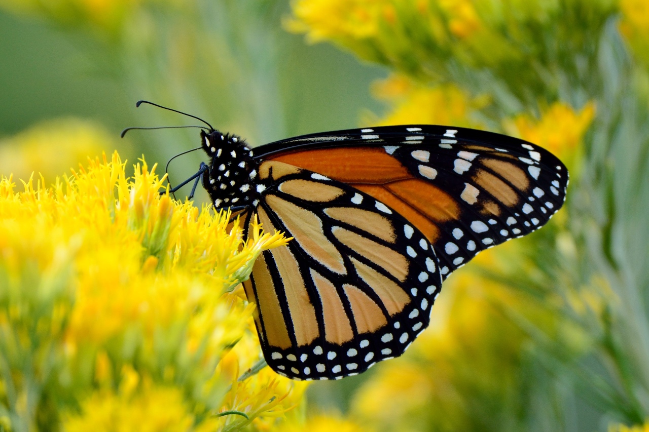 Endangered migratory monarch butterfly