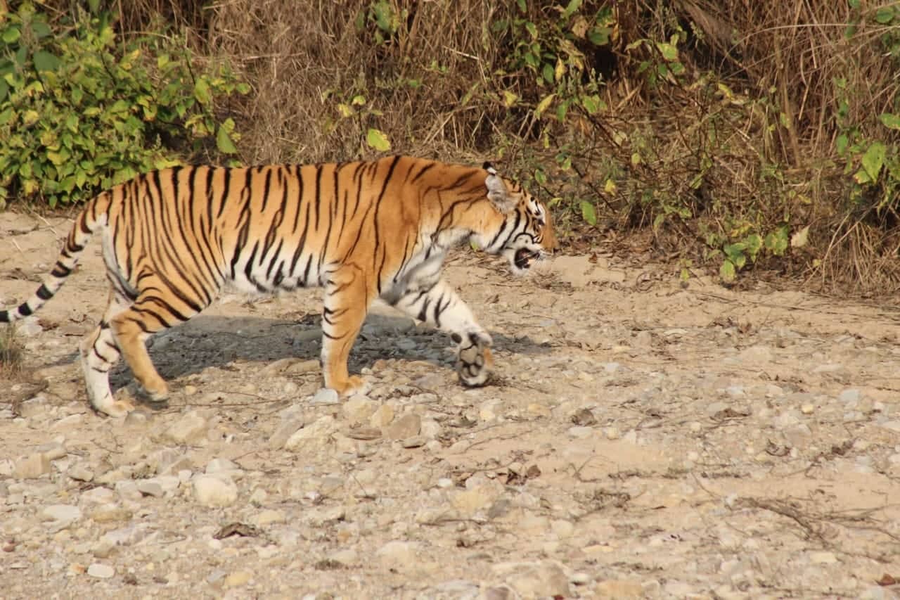 Nepal achieves a global commitment to double the tiger - News | IUCN