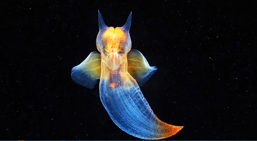 Pteropoda Sea angel Clione limacine