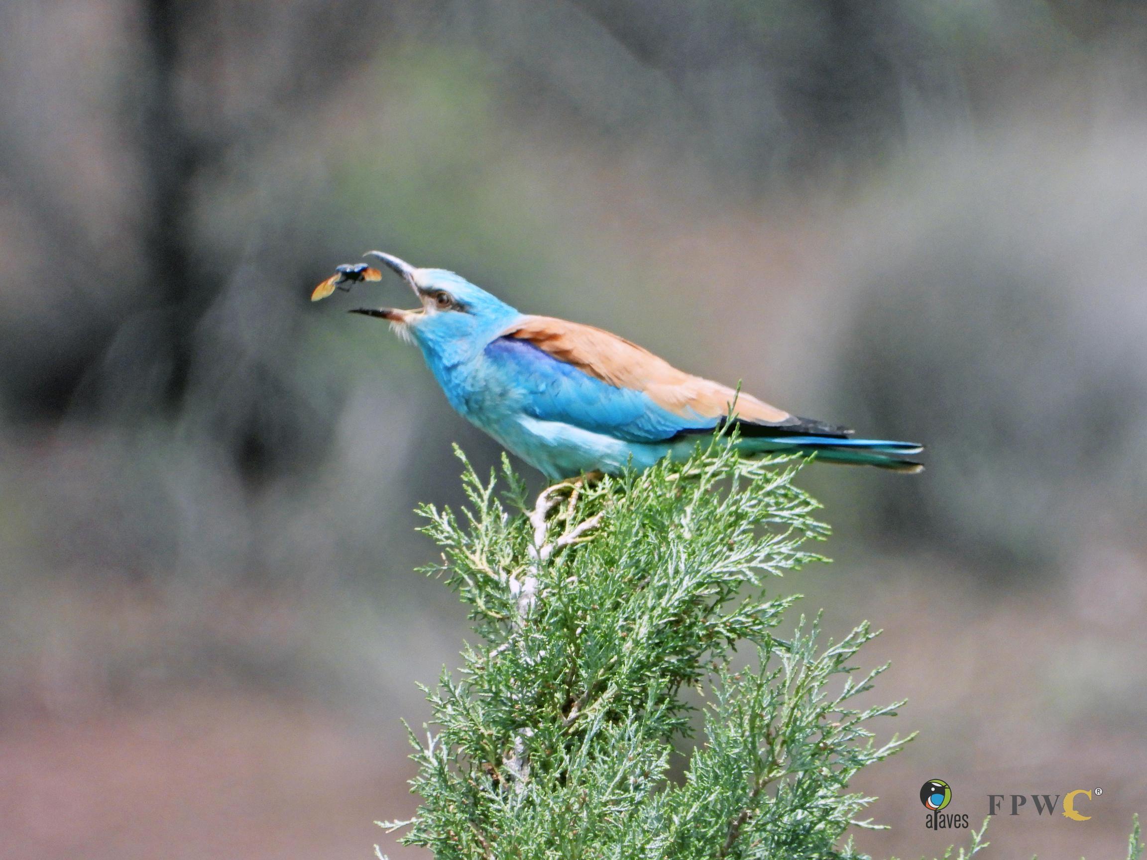 The Roller, a colourful bird with an insect