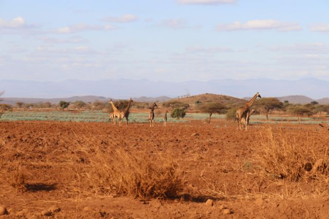 Drylands in Kajiado County, Kenya 