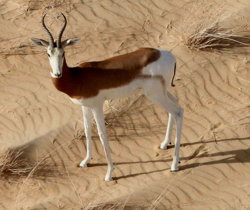 Dama Gazelle Photo by Tim Wacher
