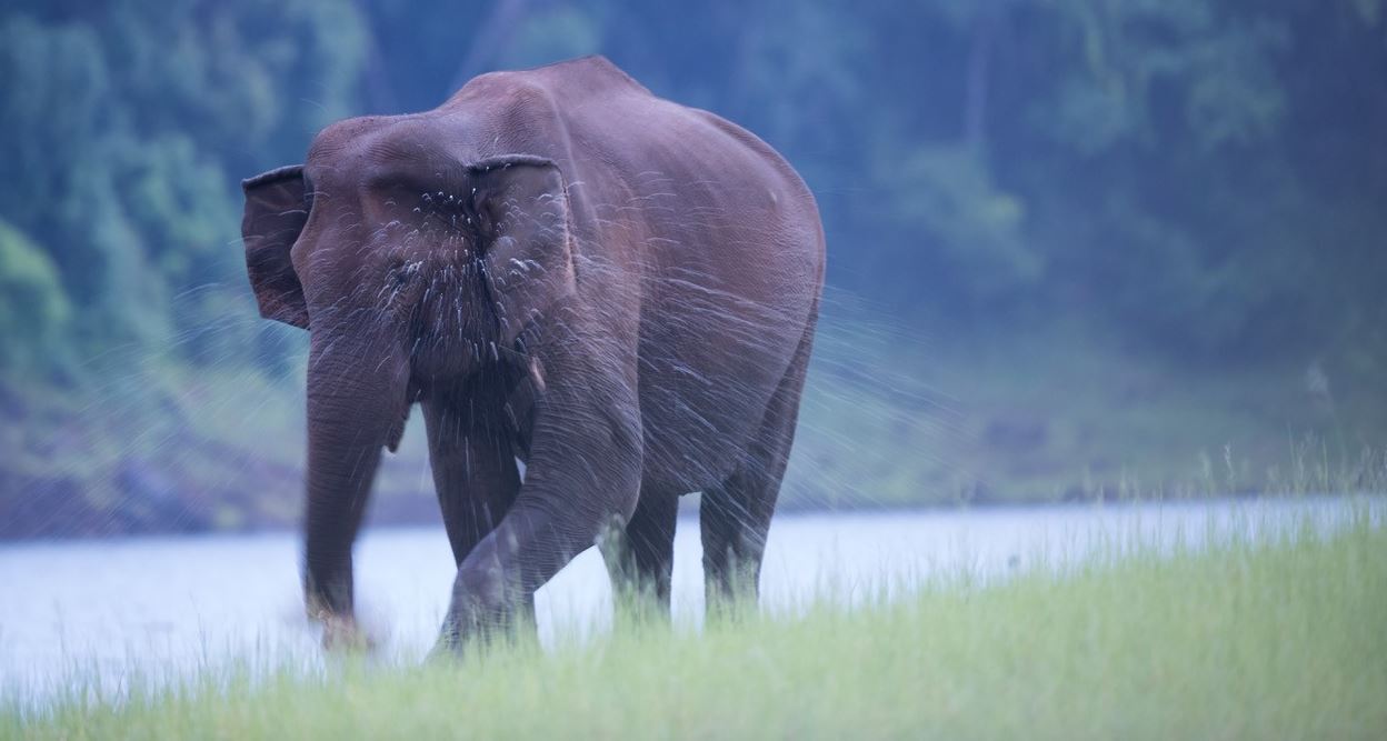 Elephant in Periyar National Park, Kerala India