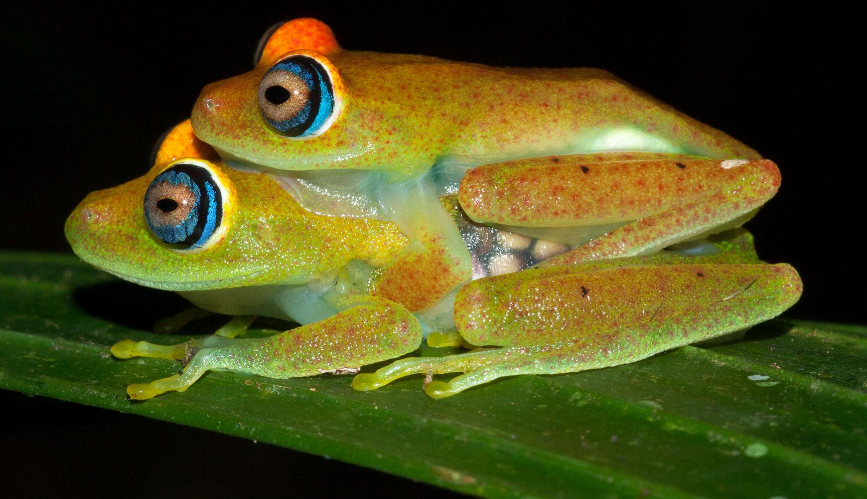 Green Bright-eyed Frog, Boophis viridis, LC.