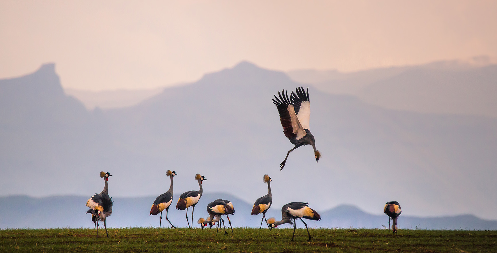 Ballet of cranes, Drakensberg. Grey Crowned Crane