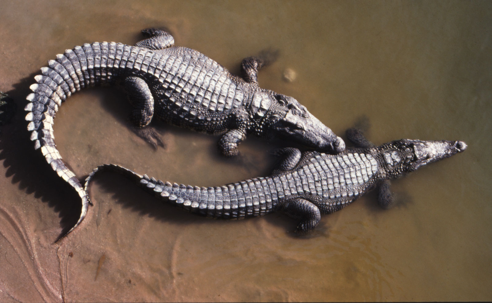 IUCN SSC Crocodile Specialist Group