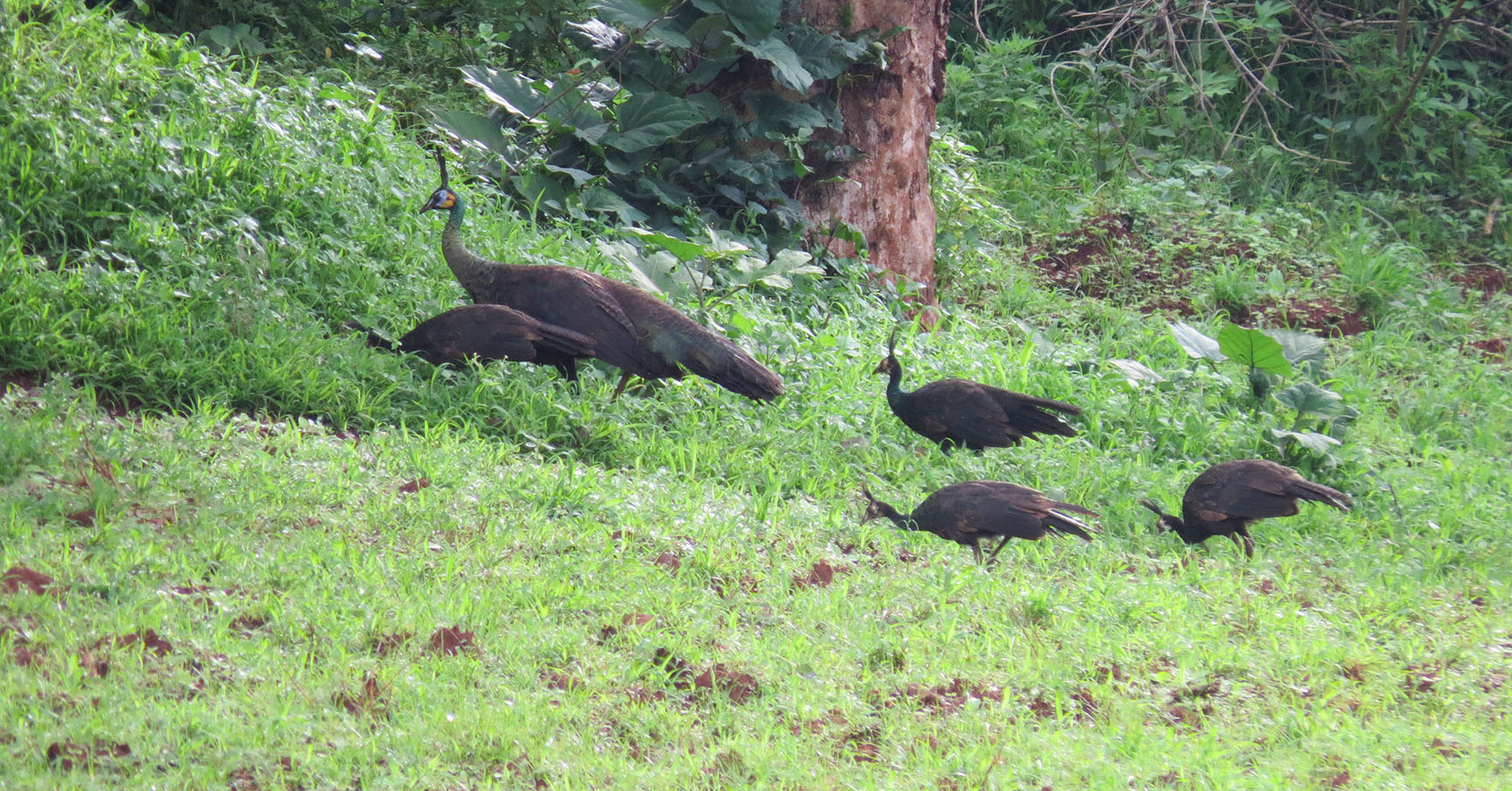 Female green peafowl (Pavo muticus) and four growing chicks
