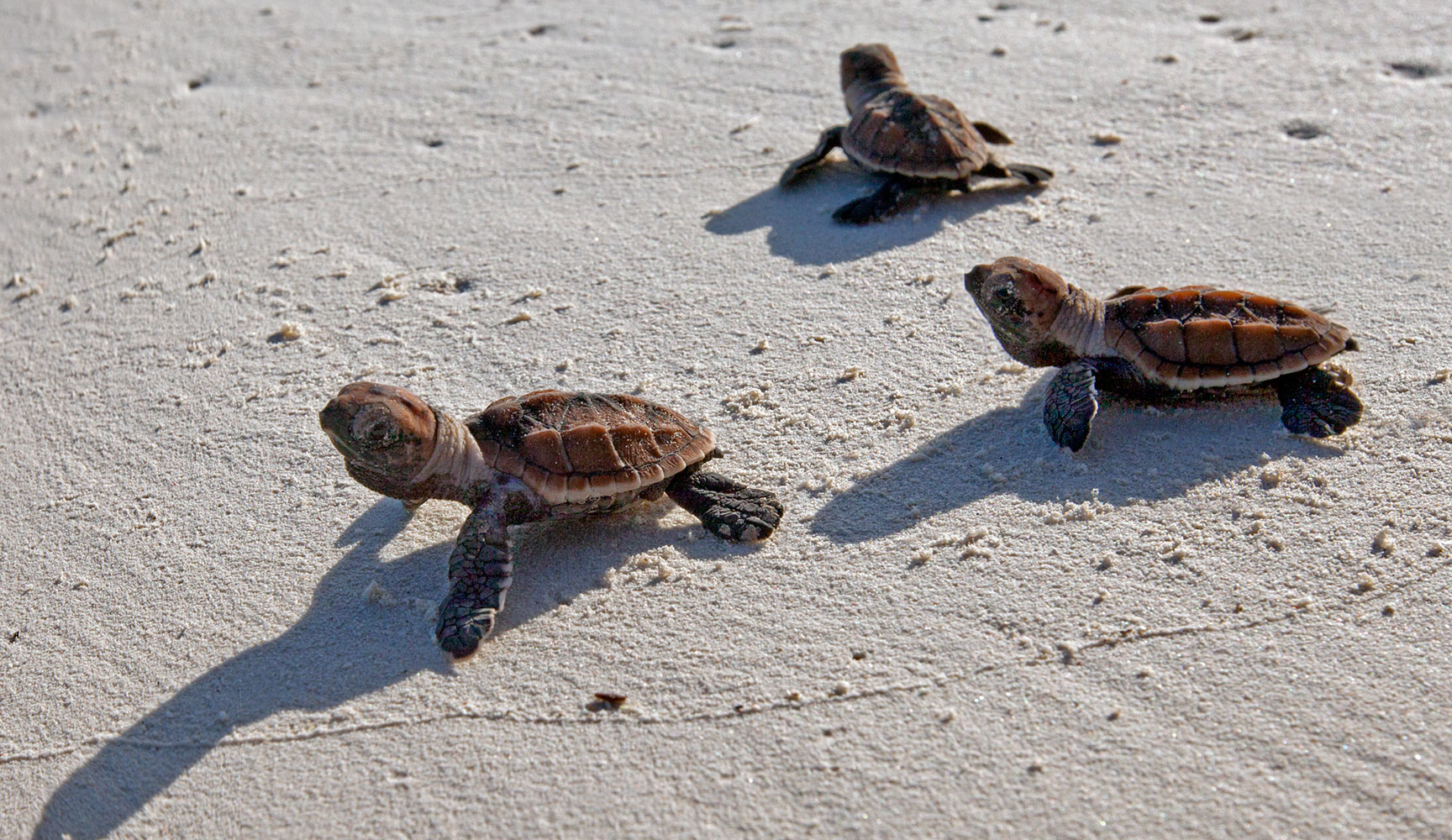 Hatchlings of Critically Endangered hawksbill sea turtles (Eretmochelys imbricata) in a nesting beach at Bonaire, Caribbean Netherlands