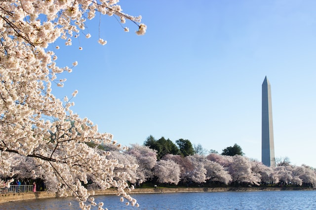 Cherry blossoms near the Washington Monument in Washington, D.C.