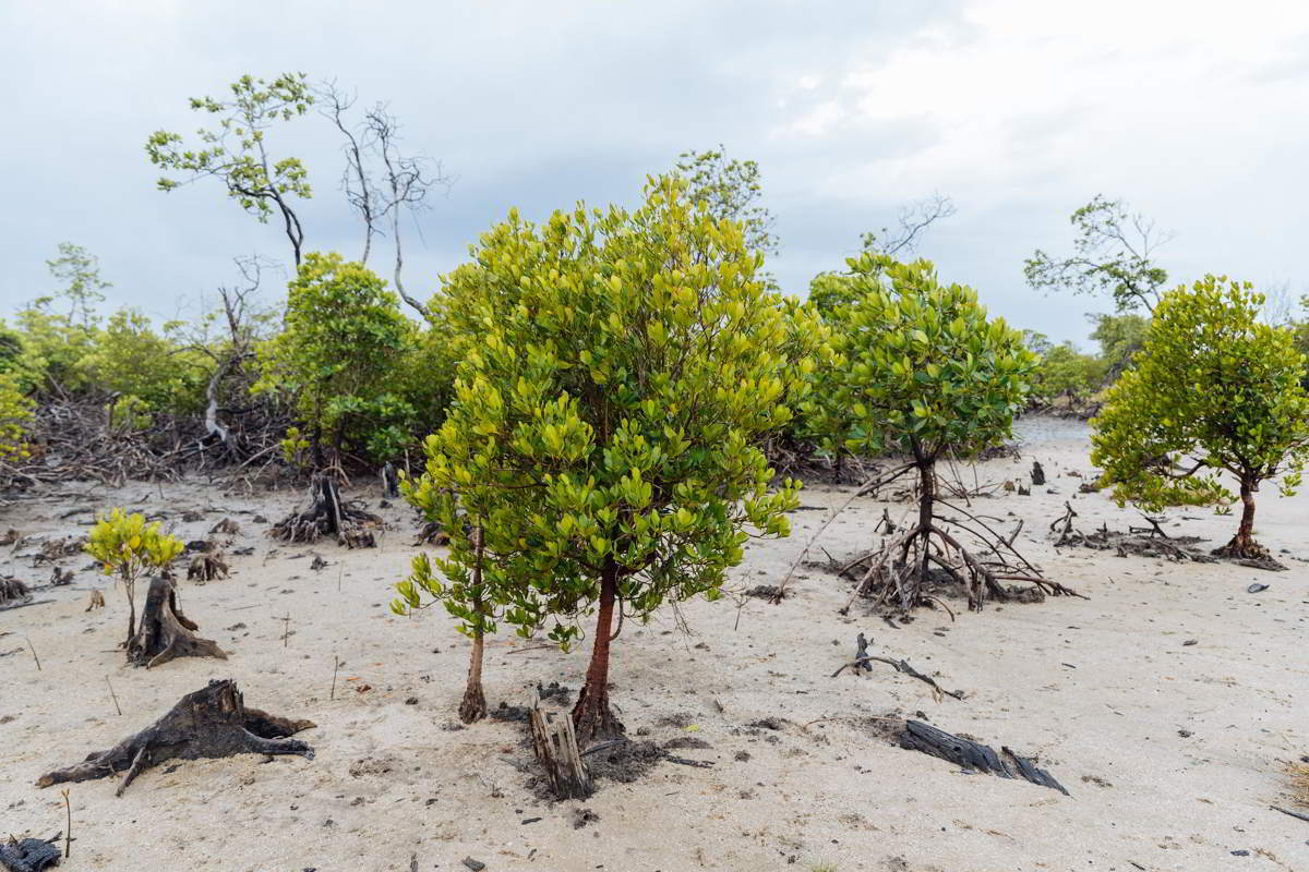 Mangroves in Mozambique