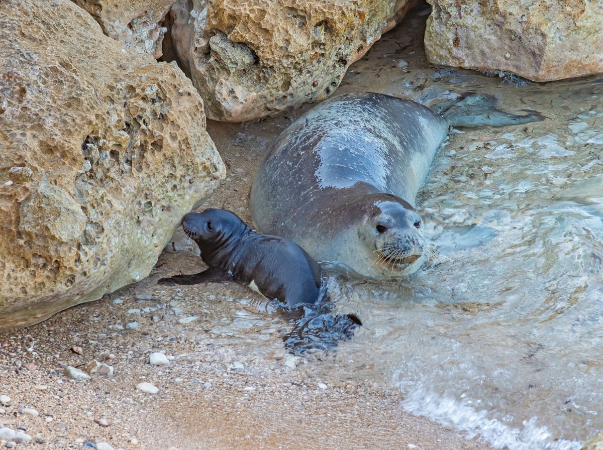 caribbean monk seal
