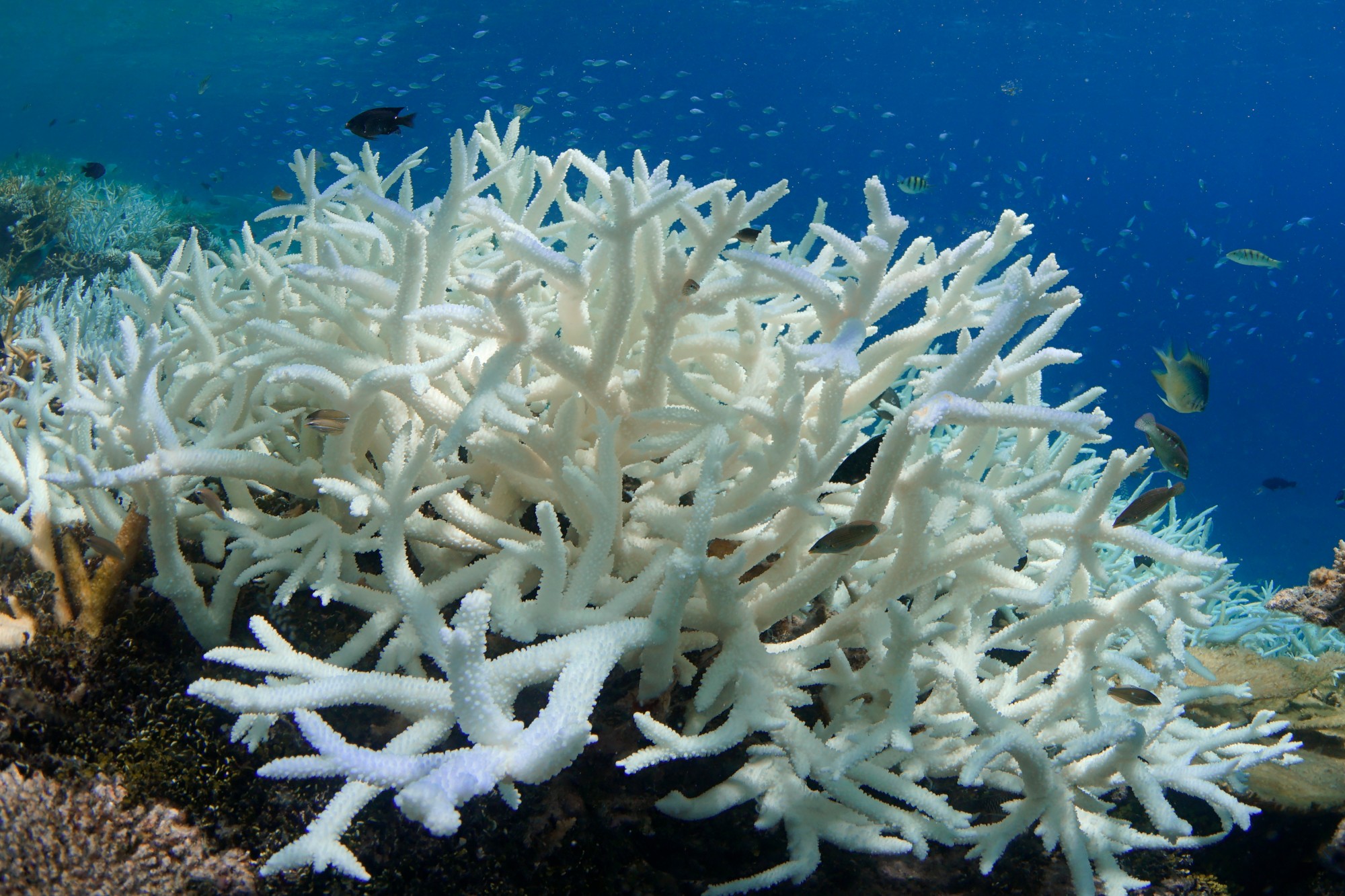 Coral bleaching in the Maldives, 2016