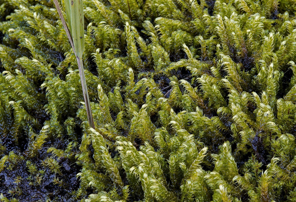 https://www.iucn.org/our-union/commissions/group/iucn-ssc-bryophyte-specialist-group