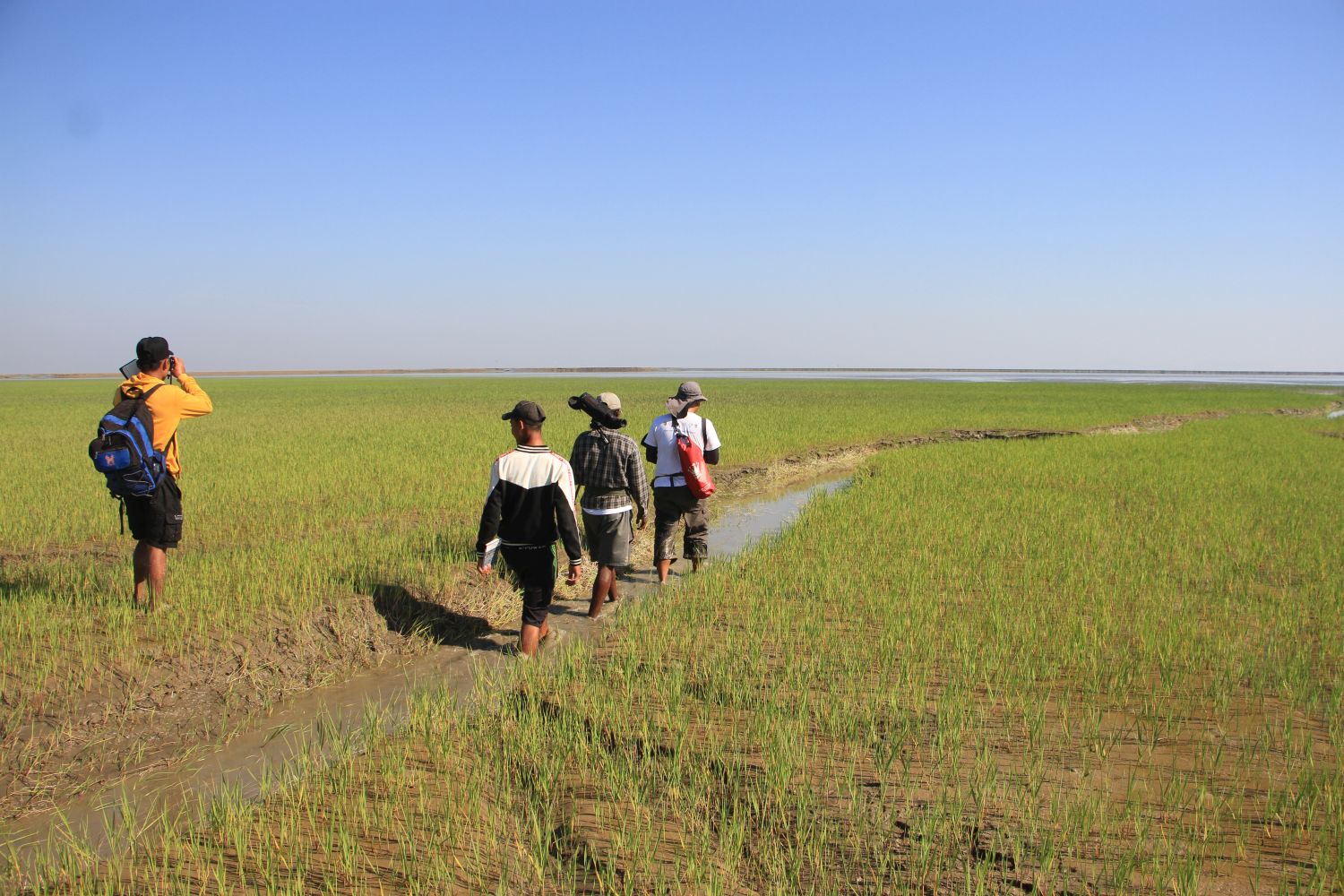 Shorebird survey in Gulf of Mottama