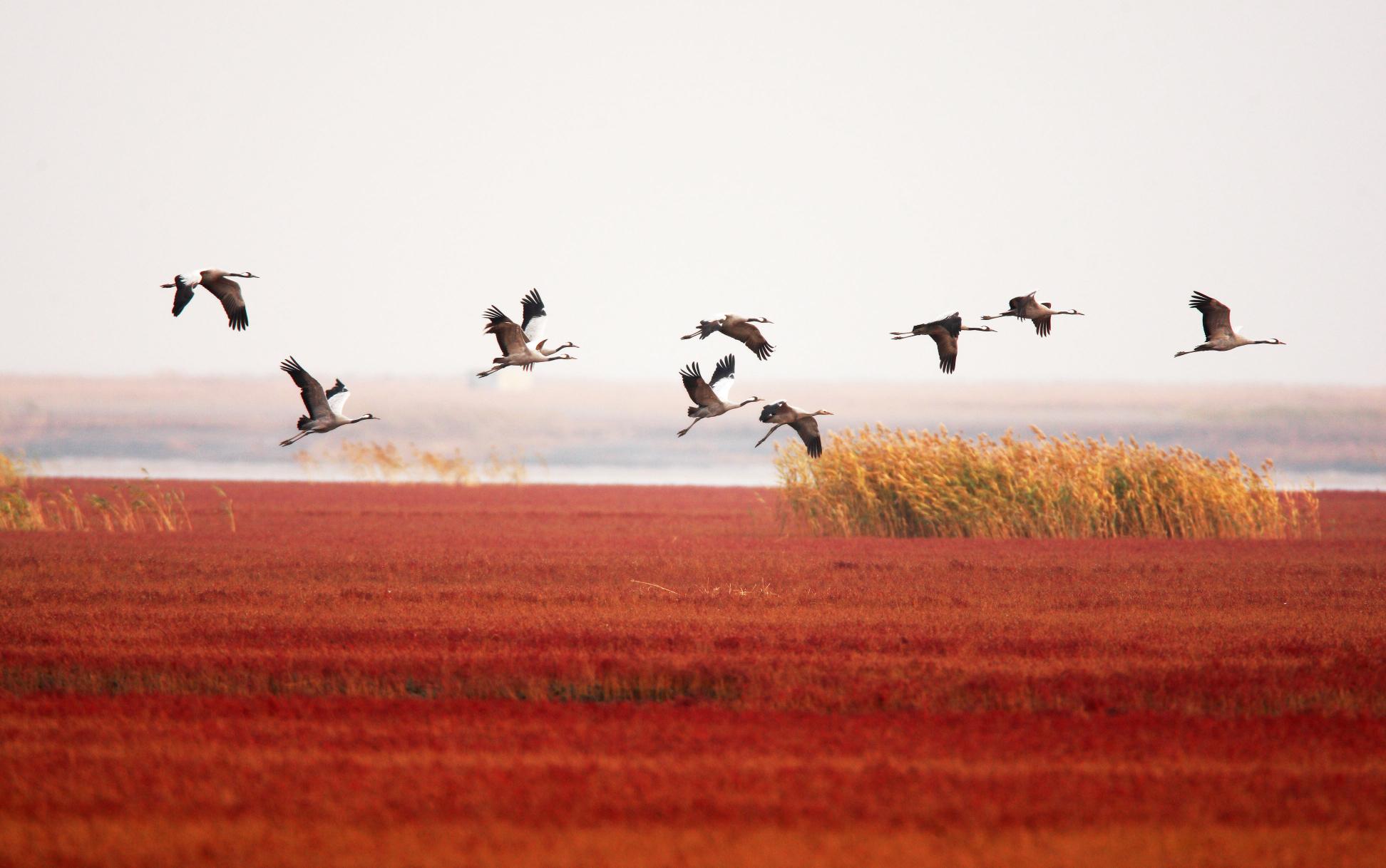 Common Crane flying over Shuangtai Hekou National Nature Reserve, China