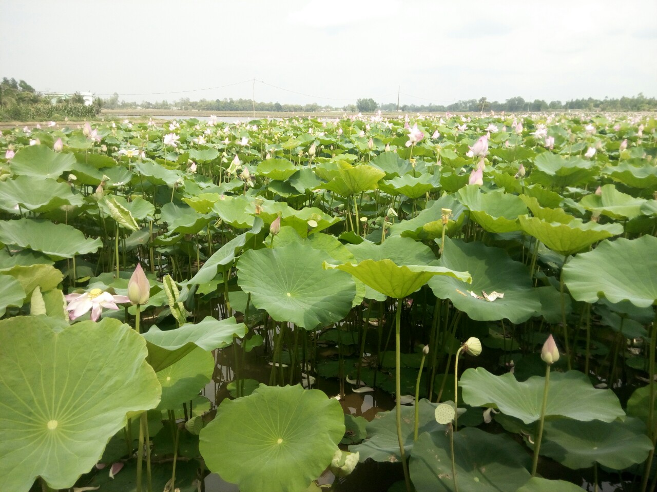 Lotus farm in the Mekong Delta, Viet Nam 