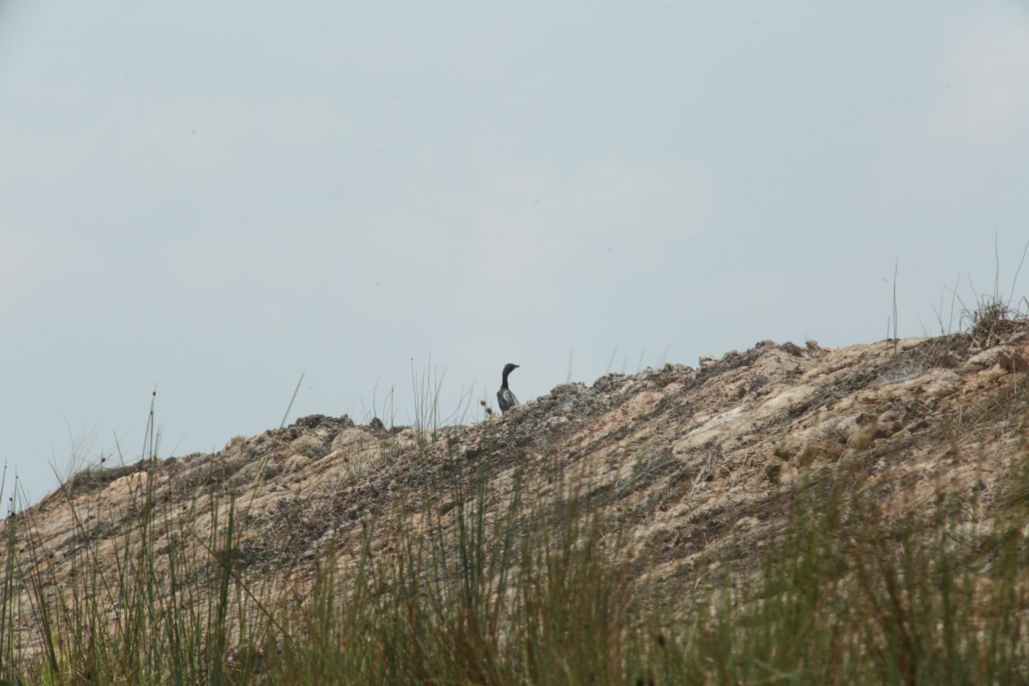 A little cormorant in Phu My wetland NR