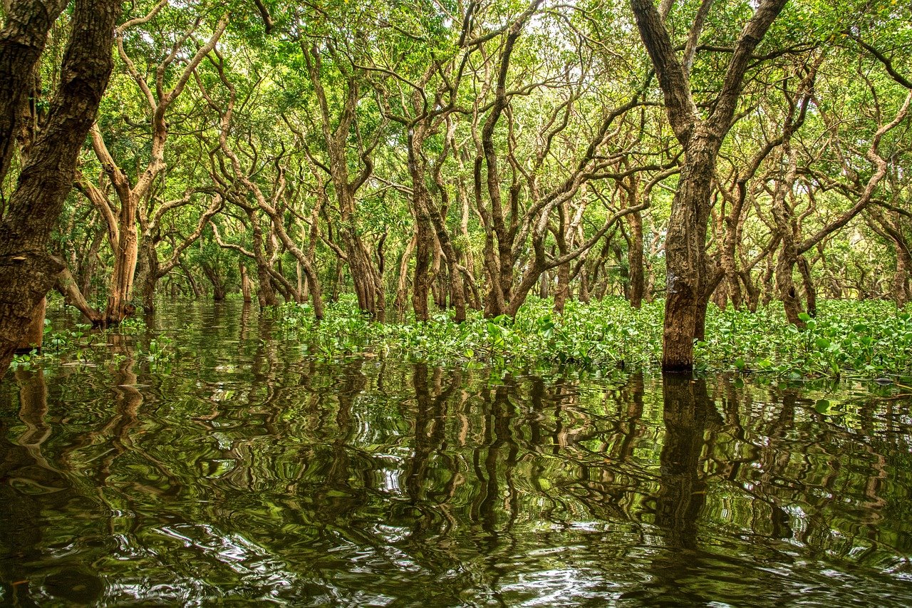 Mangrove Cambodia