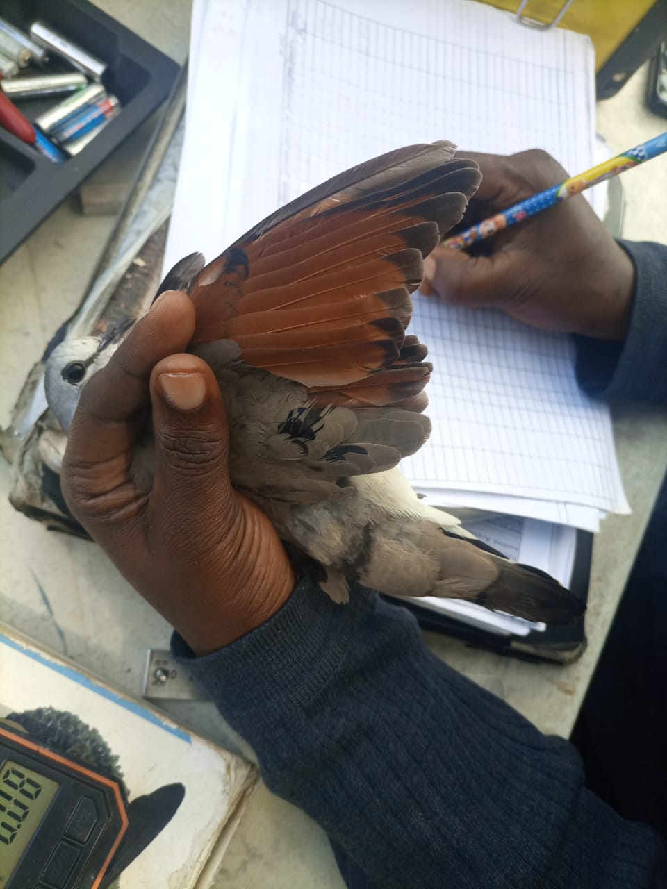 Taking morphometric measurements of birds - Black-billed Wood Dove