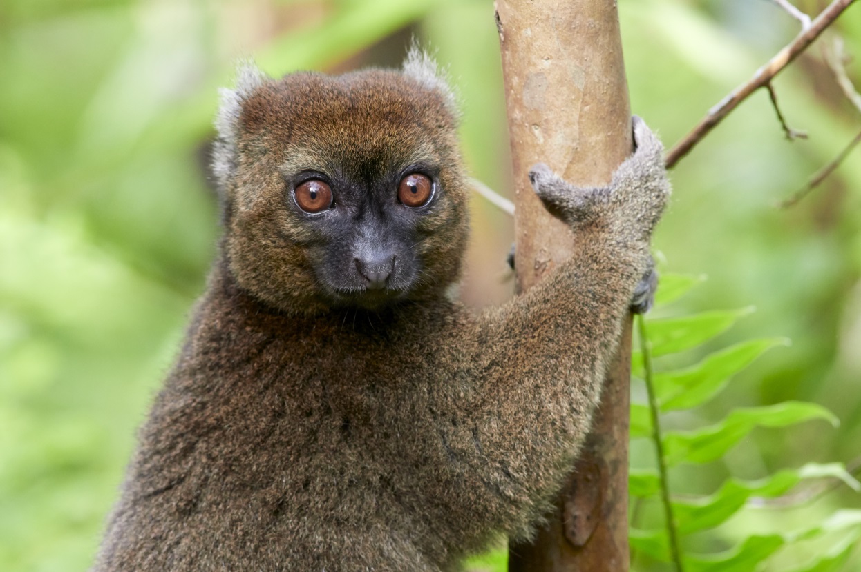 Critically Endangered greater bamboo lemur in the wild