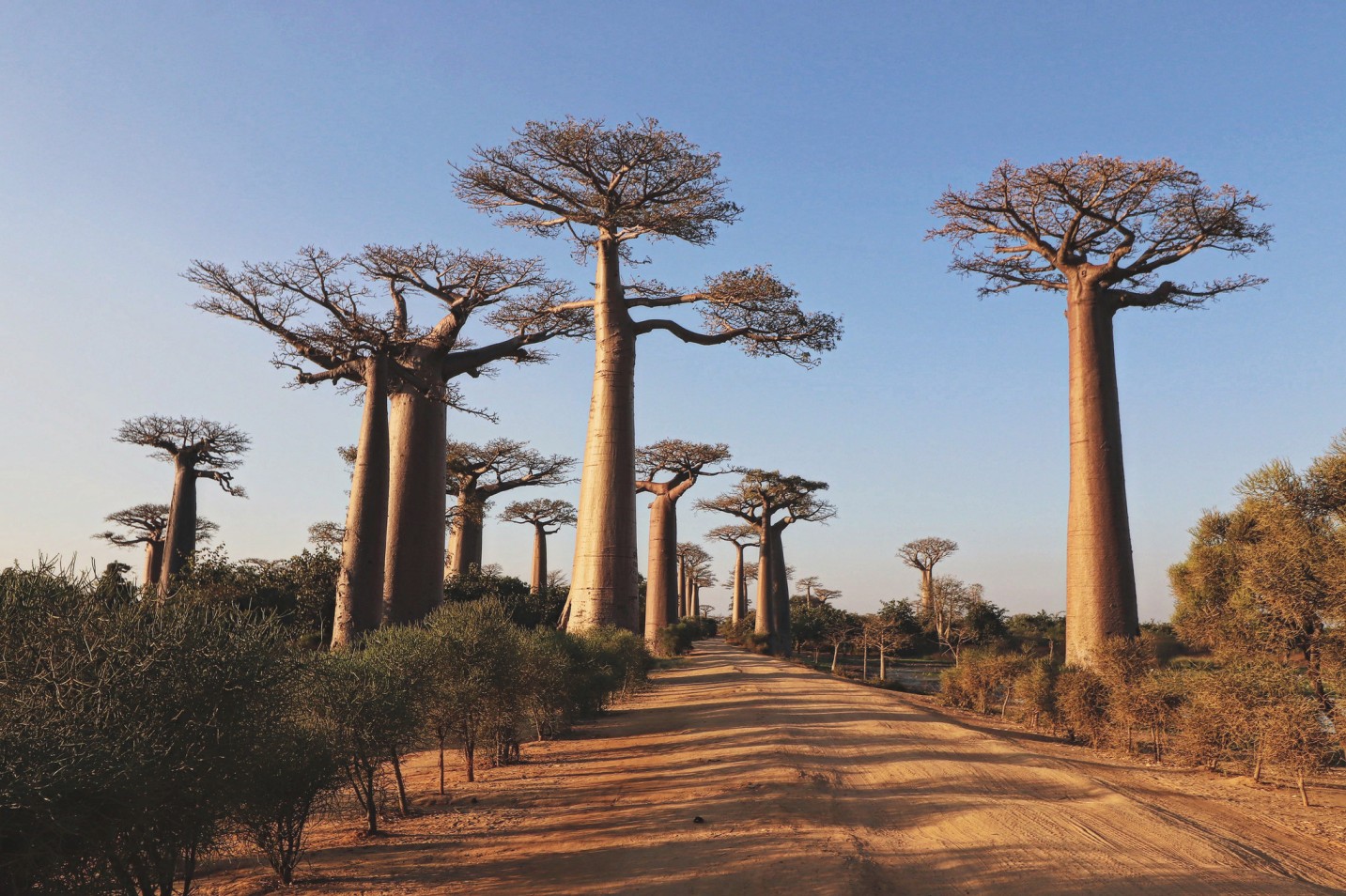 Grandidiers baobab