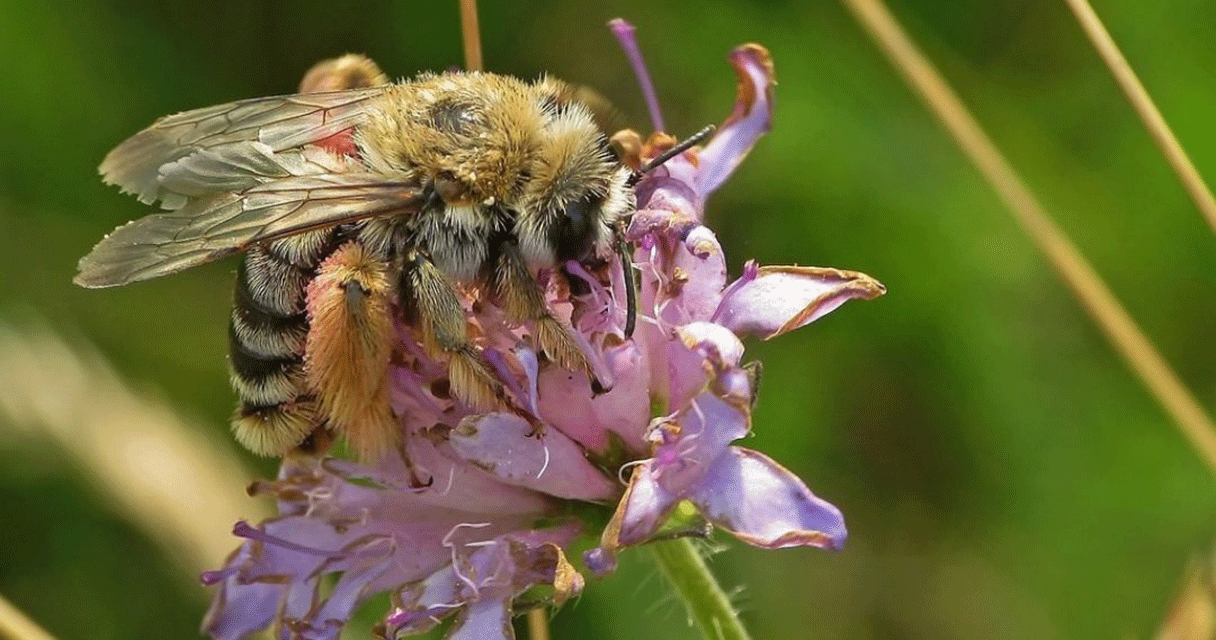 biodiversity, bee