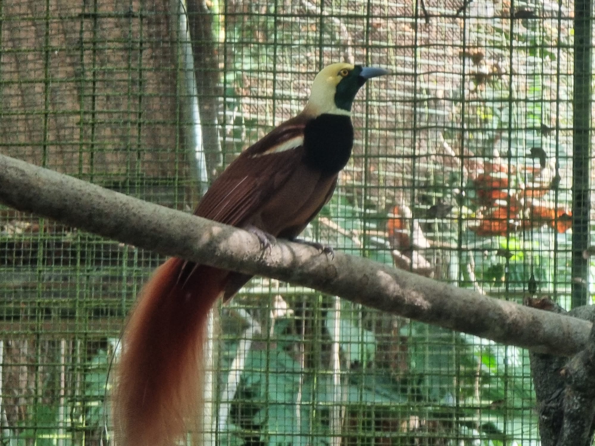 Bird of Paradise of Papua New Guinea