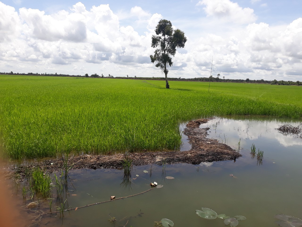 Floating rice field in Long An Province