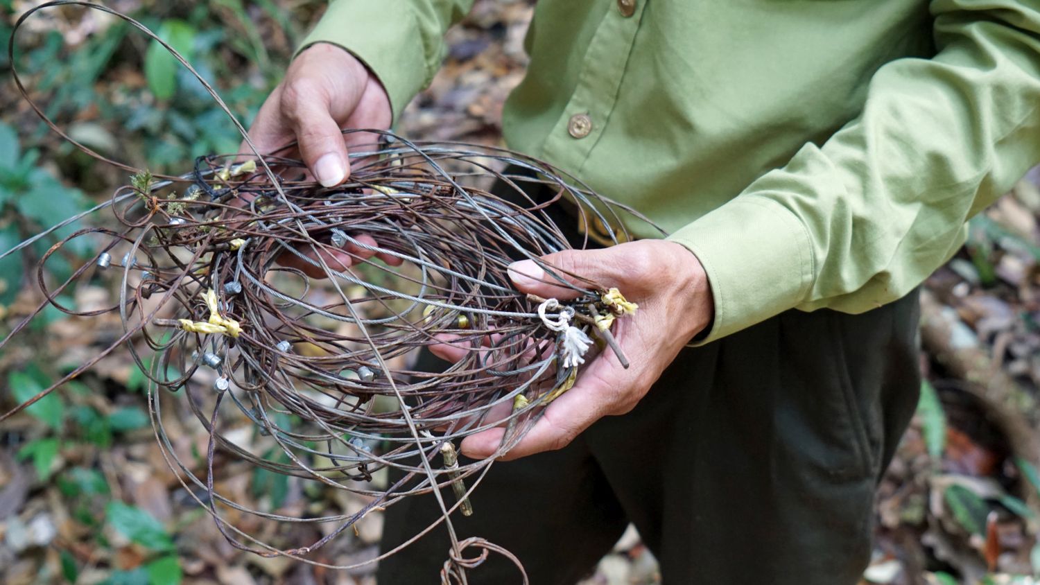 Snares were collected by forest rangers 