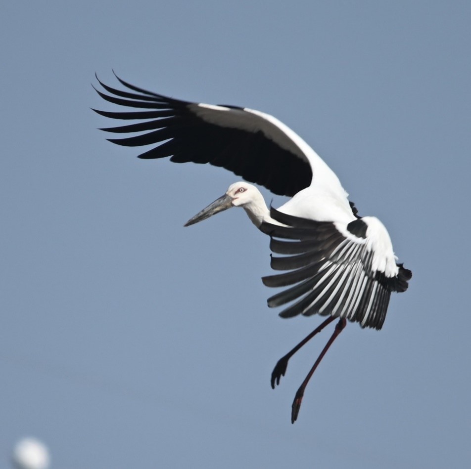 Oriental stork Ciconia boyciana was one of the three single species with an action plan developed by the project 