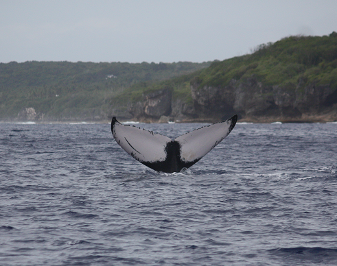 humpback whale in Niue.