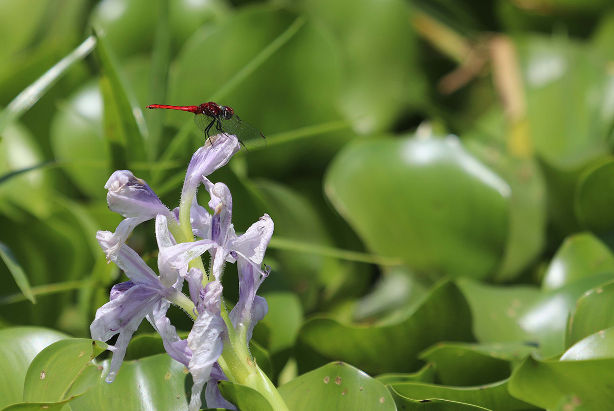 Dragonflies are important indicators of wetland health. Dragonfly on water hyacinth. Mara wetland, Tanzania.