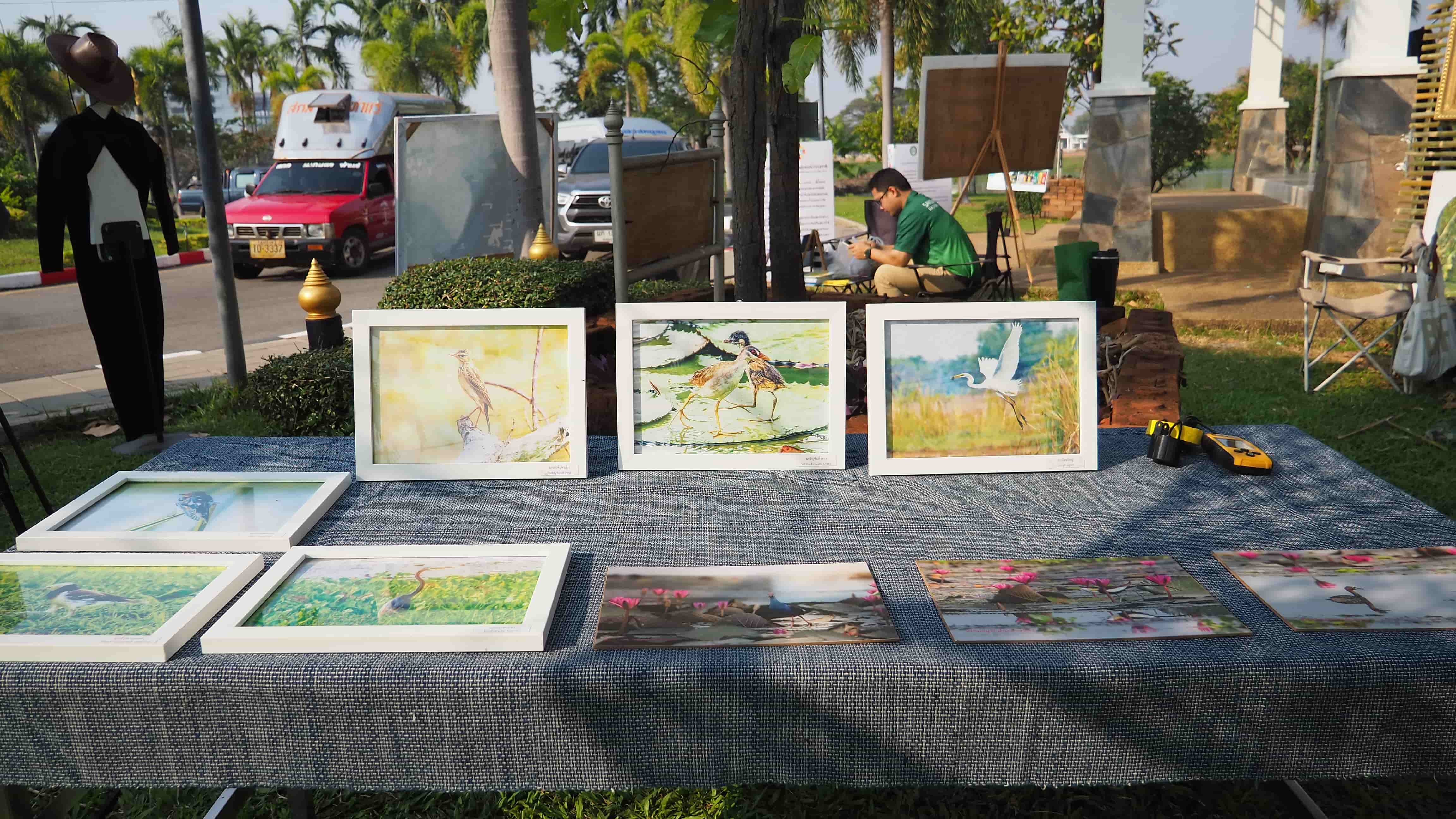 Display of bird paintings and photographs