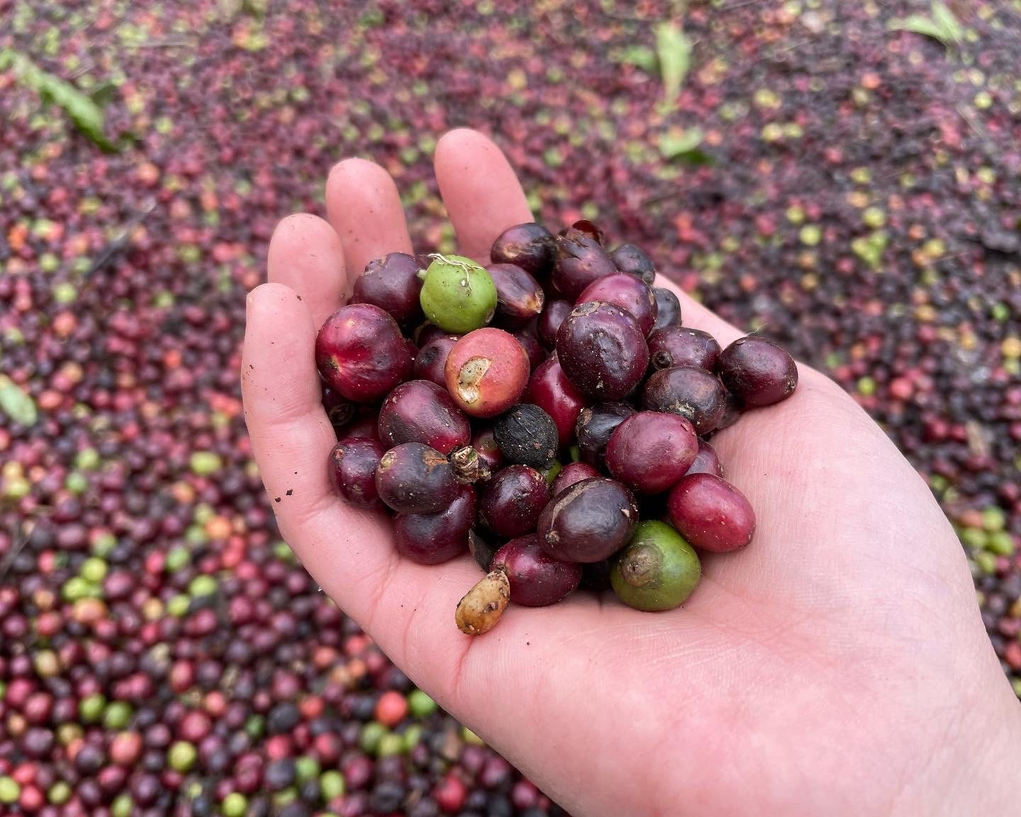 Coffee beans in the Central Highland, Viet Nam © ICRAF
