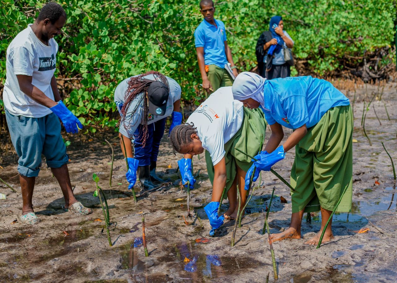 Community members engaging on Mangrove planting in Tanga