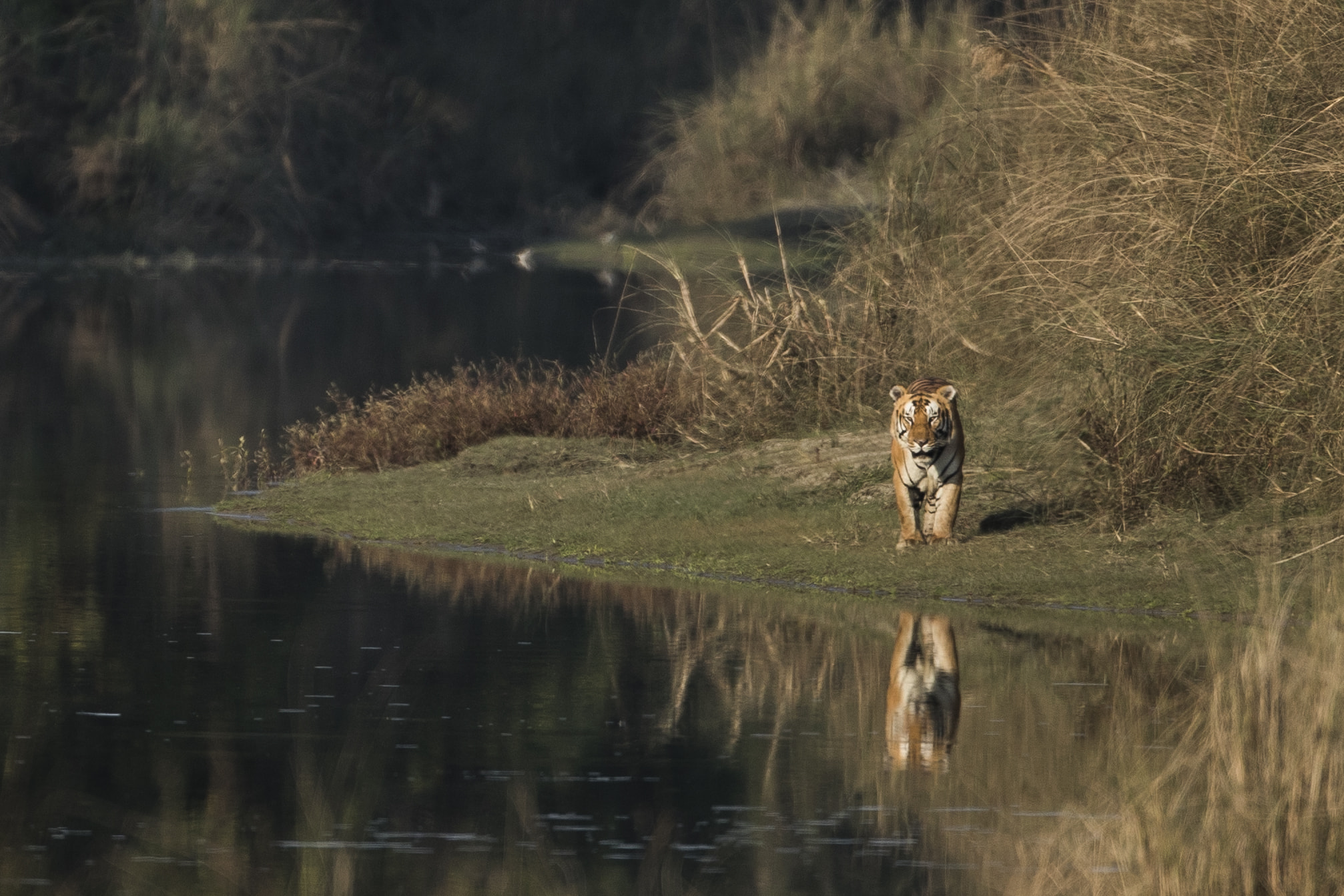 Tiger walking alongside a river