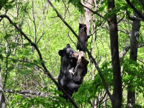 A Young Asiatic Black Bear Learning from Its Mother Photo Credit: Korea National Park Service (KNPS)