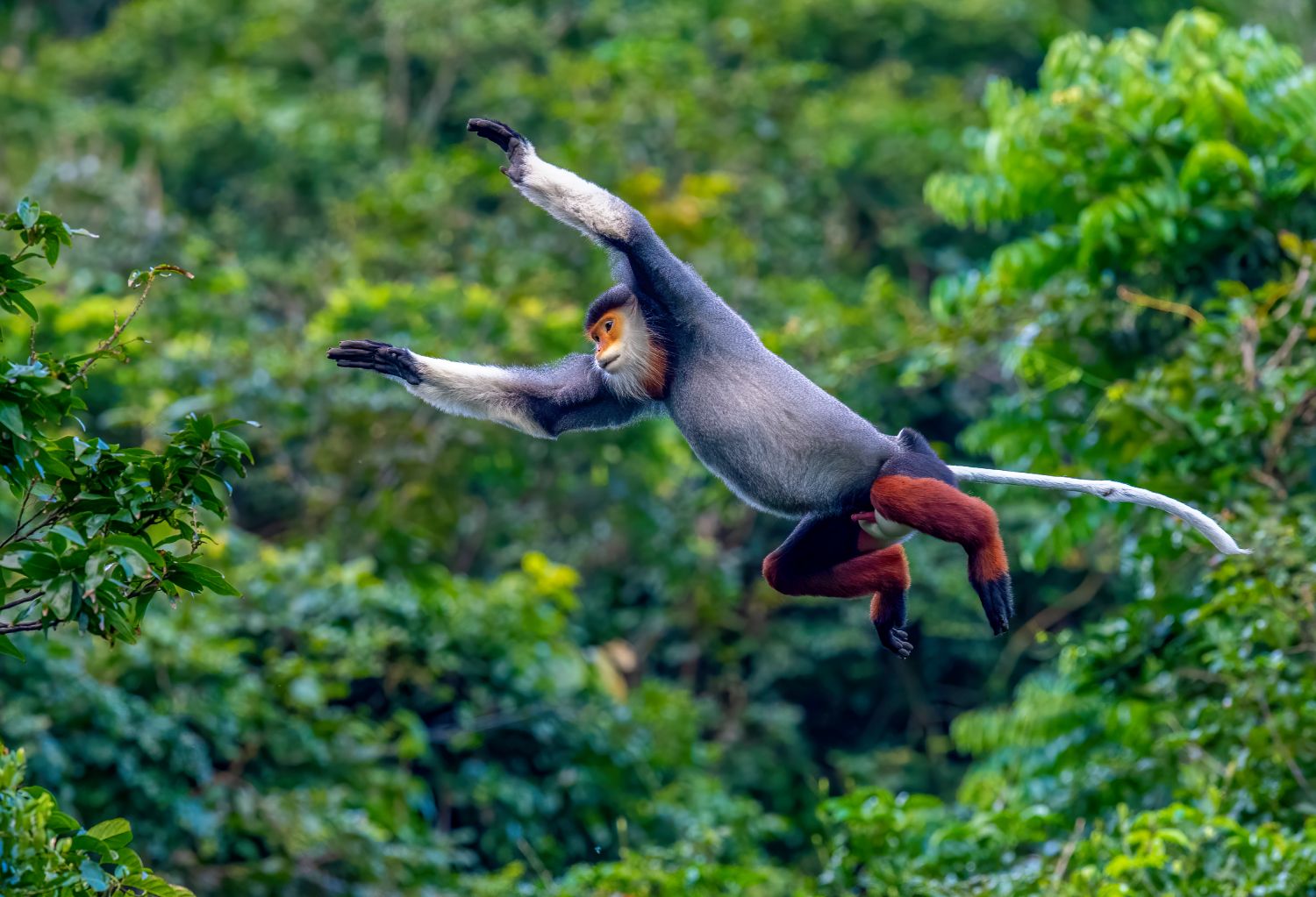 A red shanked douc langur in Son Tra peninsula