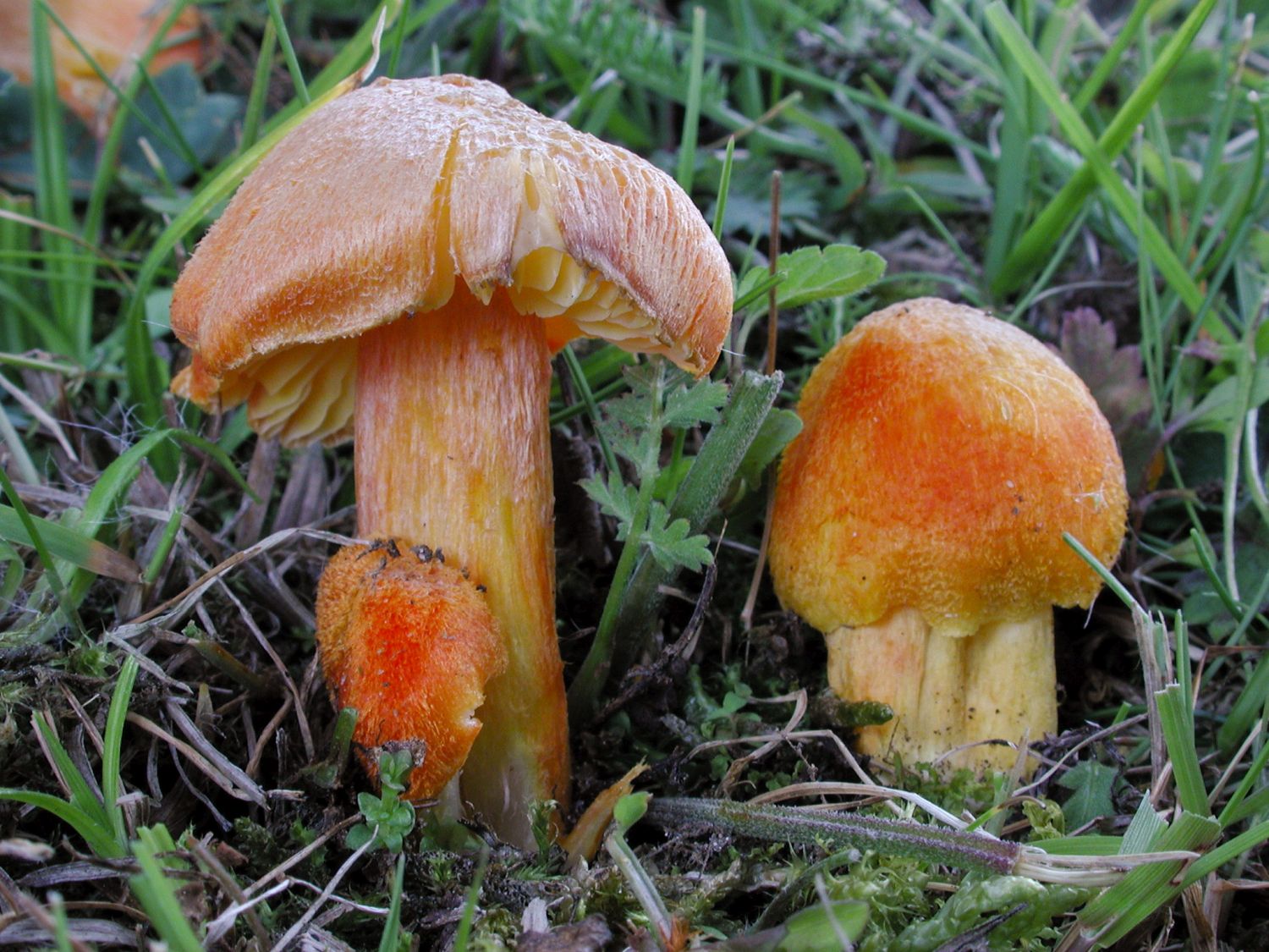 Fibrous waxcap